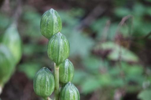 オオウバユリの実 オオウバユリの実の写真