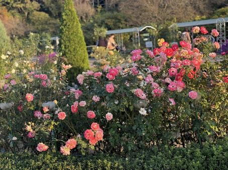 薔薇 薔薇の写真