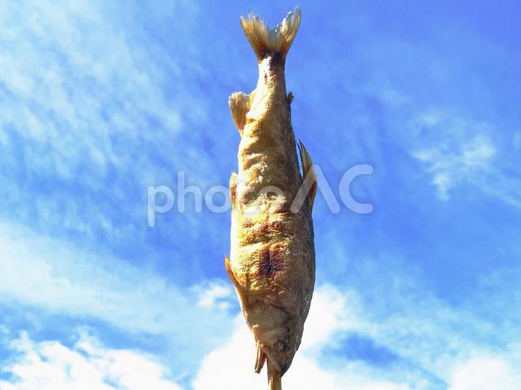 鮎の塩焼き 鮎,塩焼き,魚の写真素材