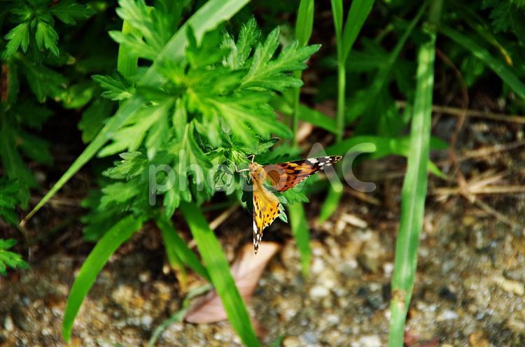 ヨモギにとまるヒメアカタテハ ヒメアカタテハ,姫赤立羽,タテハチョウの写真素材