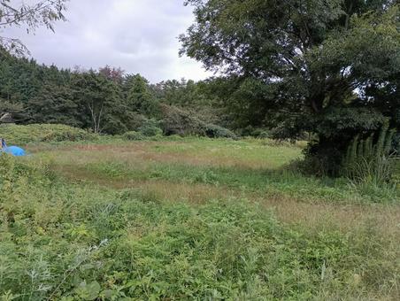 草むら01 草むら01 野原,原っぱ,草むらの写真素材
