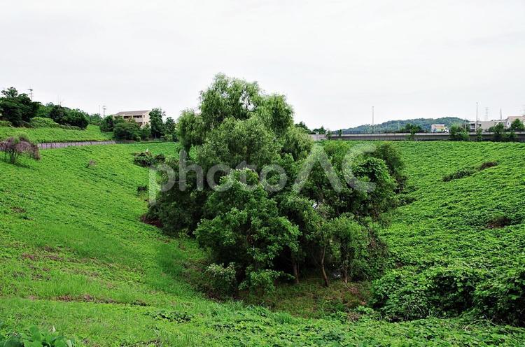 ニュータウンと池のある緑地 川合裏川緑地,池,溜池の写真素材
