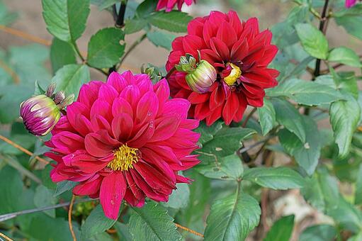 宝塚ダリア園　秋　ダリア779　ドワーフ 宝塚市,宝塚ダリア園,ダリアの写真素材