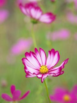 優雅なる花 優雅なる花の写真