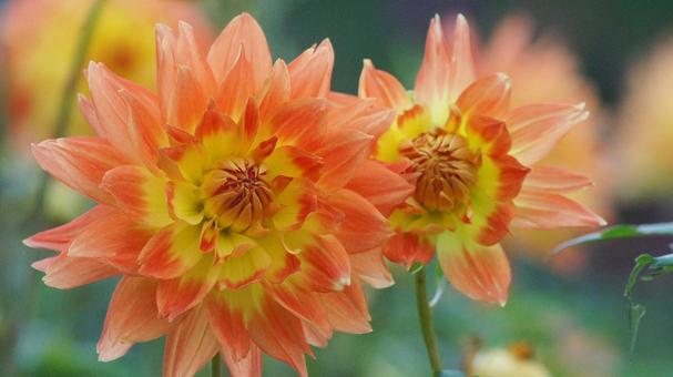 秋のダリア園-885 ダリア,オレンジ色,黄色の写真素材