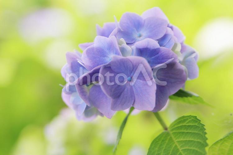 美しい緑の中の紫陽花 紫陽花,花,アジサイの写真素材