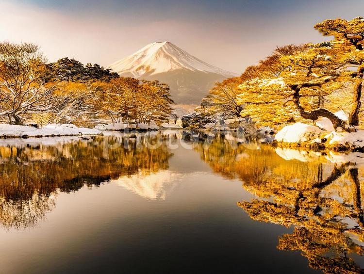 雪景色ゴールド 日本,黄金,積雪の写真素材