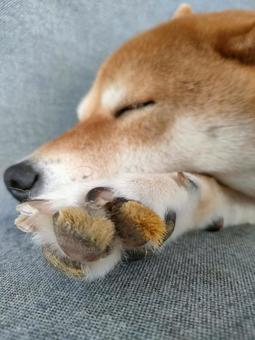 柴犬とガサガサ肉球 柴犬とガサガサ肉球の写真
