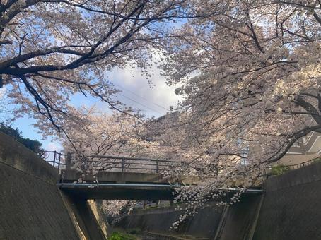 志井川の桜並木 川,さくら,春の写真素材