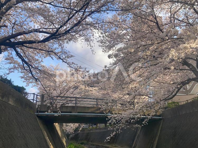 志井川の桜並木 川,さくら,春の写真素材