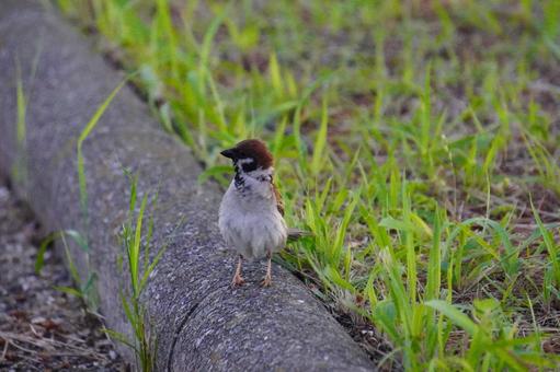 すずめの写真
