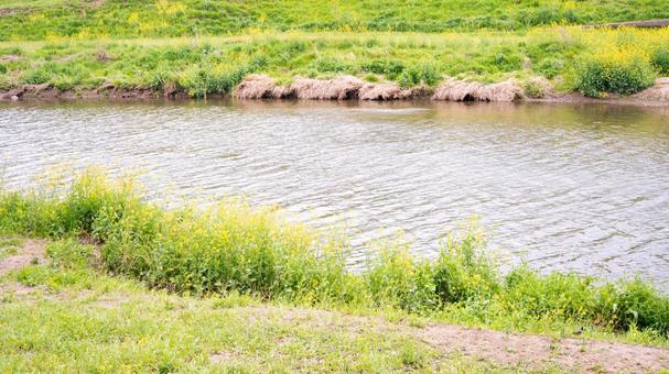 Spring scenery of the riverside with rape blossoms in bloom, chuan, a river, river side, JPG
