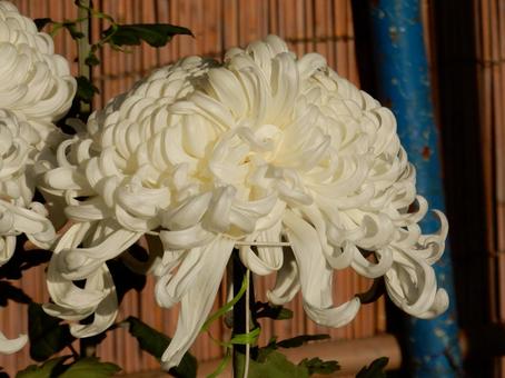 【風景写真】福山菊花展覧会の風景の写真