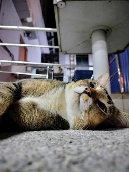 マレーシアの猫 マレーシアの猫の写真