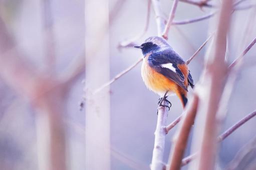 枝に止まるジョウビタキの雄 枝に止まるジョウビタキの雄 野鳥,ジョウビタキ,鳥の写真素材