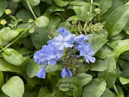 神田川6月：青いルリマツリの花 2025 ルリマツリ,花,花壇の写真素材