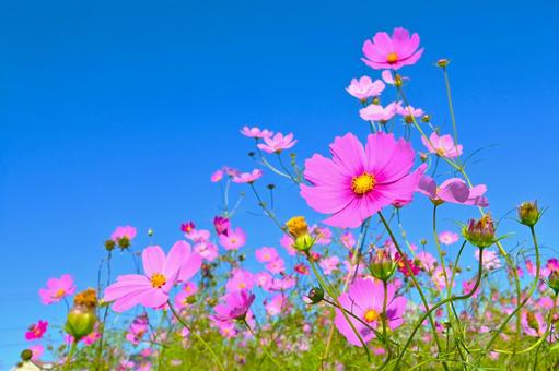 青空にピンク色が映えるコスモスの花 コスモス畑,コスモス,ピンク色の写真素材