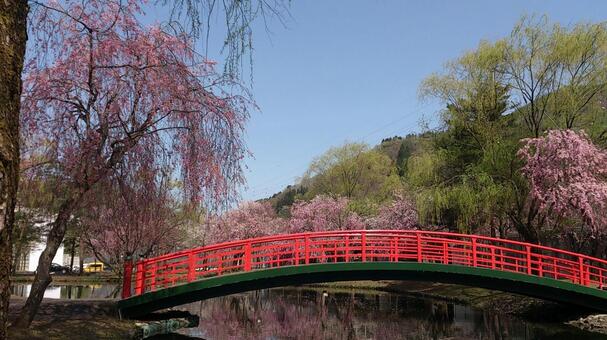 池にかかった赤い橋 橋,赤い,池の写真素材