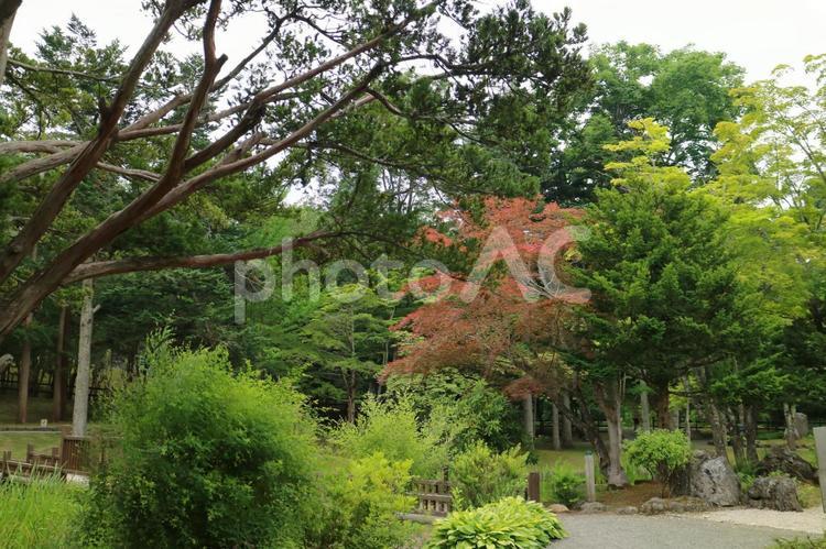 公園の木 草,葉,緑の写真素材