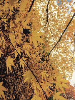plants plantsの写真