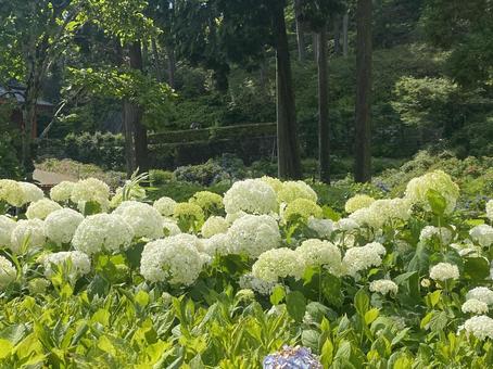 白い紫陽花 白い紫陽花 アジサイ,紫陽花,6月の写真素材