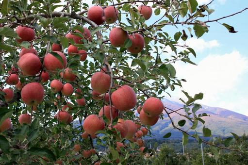 りんご_青空_岩木山 りんご_青空_岩木山 りんご,秋,果物の写真素材