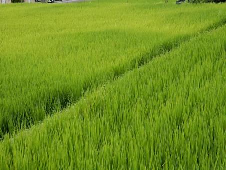 【風景写真】田んぼの様子 【風景写真】田んぼの様子の写真