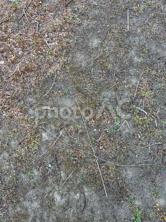 枯れ草の地面 枯れ草,地面,自然の写真素材