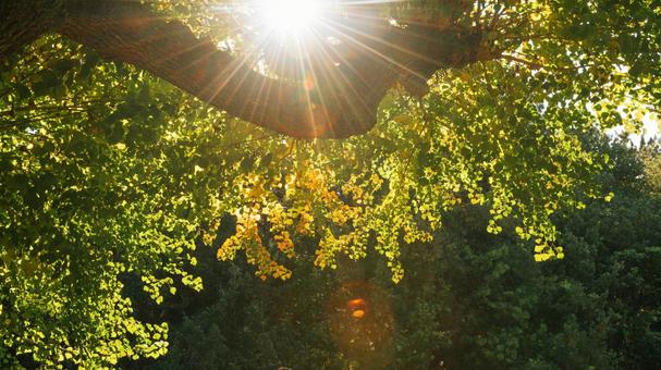 枝葉 green,みずみずしい,秋の写真素材