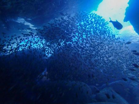 西伊豆・雲見 洞窟とたくさんの魚影 西伊豆・雲見 洞窟とたくさんの魚影 スキューバーダイビング,ダイビング,洞窟の写真素材