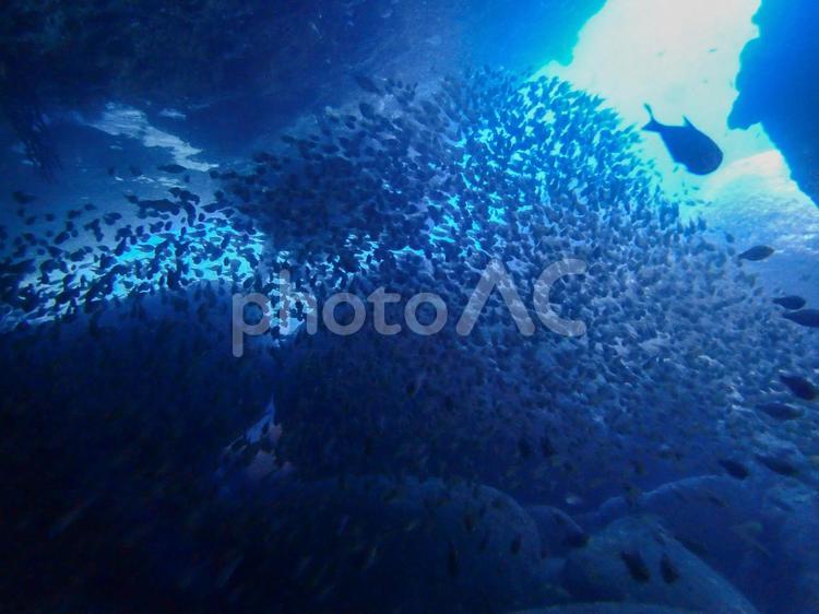 西伊豆・雲見　洞窟とたくさんの魚影 スキューバーダイビング,ダイビング,洞窟の写真素材