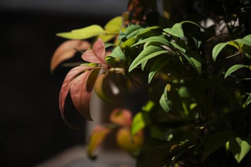 秋の兆し(ナンテン) 秋の兆し(ナンテン) 初秋,紅葉,南天の葉の写真素材