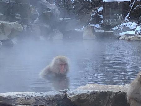 地獄谷野猿公苑 猿 温泉9 地獄谷野猿公苑 猿 温泉9の写真