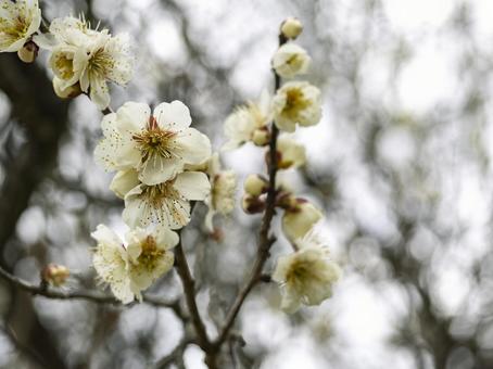 White plum blossoms, JPG