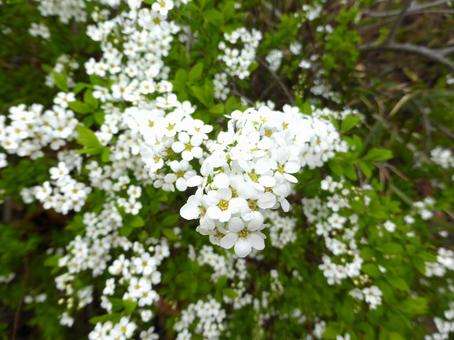 街中の花壇に咲くユキヤナギ 街中の花壇に咲くユキヤナギの写真