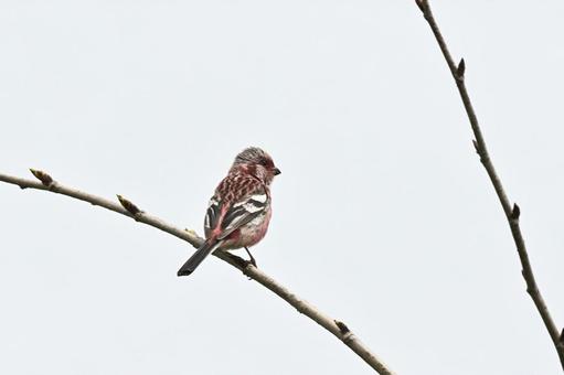 Red finch, JPG