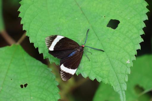 羽をしっかり広げるホタルガ 羽をしっかり広げるホタルガ ホタルガ,蛾,昆虫の写真素材
