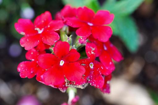 鮮やかな赤色の小さな花々の写真