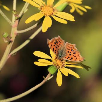 キタテハ キタテハ,タテハチョウ,蝶の写真素材