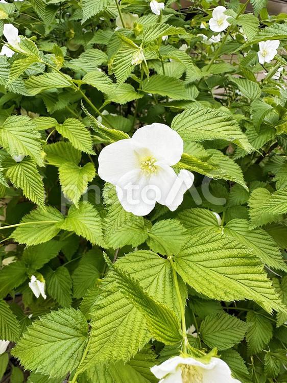 上野恩賜公園　台東区　公共施設　花 春の公園,上野の森,上野公園の写真素材