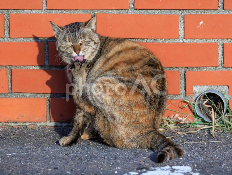 とてもお茶目な野良猫さんです。 猫,野良猫,地域猫の写真素材