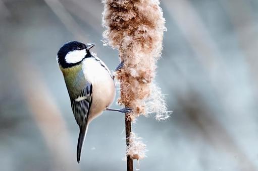 蒲の穂を食べるシジュウカラ シジュウカラ,蒲の穂,食餌の写真素材