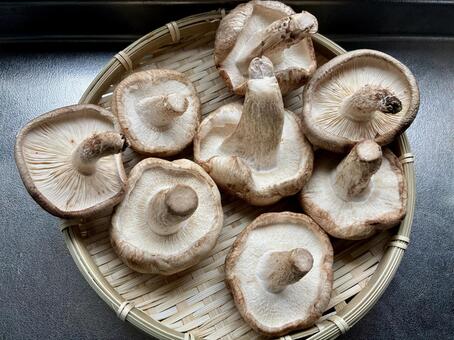 椎茸を干している 椎茸,きのこ,干すの写真素材