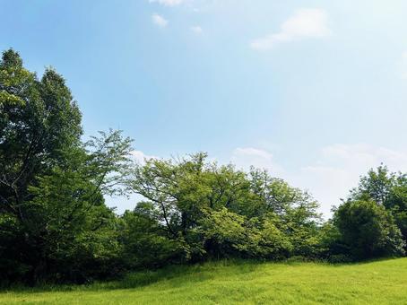 公園の木々と爽やかな青空 空模様,空,雲の写真素材