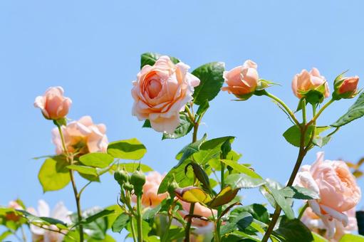 薔薇 アンブリッジローズ 薔薇 アンブリッジローズ 薔薇,アンブリッジローズ,花の写真素材
