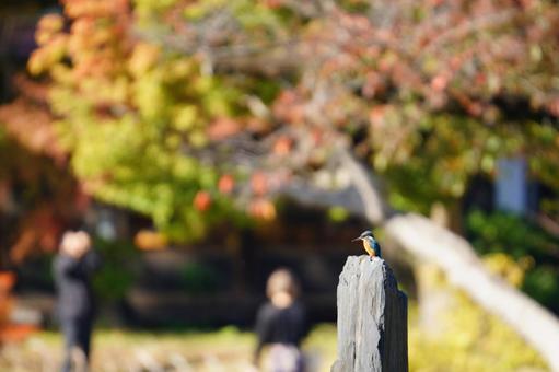 カワセミ カワセミ,翡翠,池の写真素材