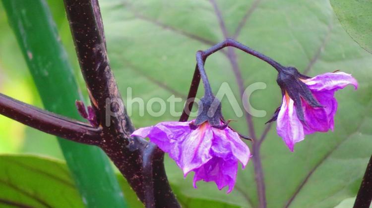 ６月下旬のなすびの花と実 背景,なすび,花の写真素材