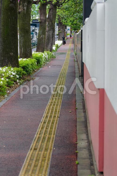 並木と白いツツジが続く道 道,歩道,並木の写真素材