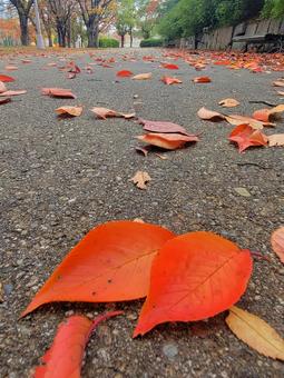 落ち葉あそびの写真