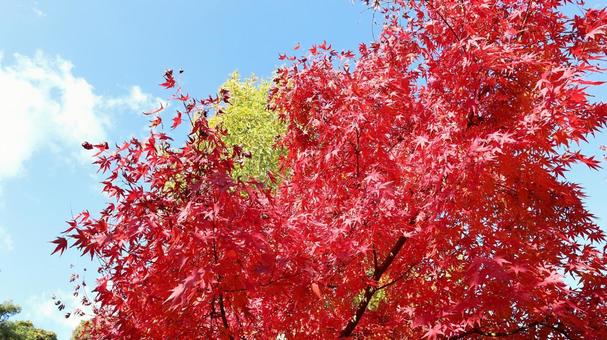 紅葉 紅葉の写真